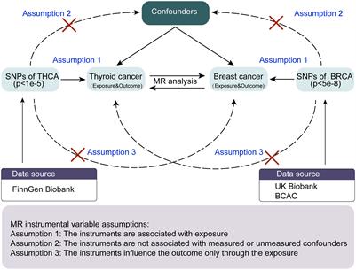 The association between thyroid and breast cancers: a bidirectional mendelian randomization study